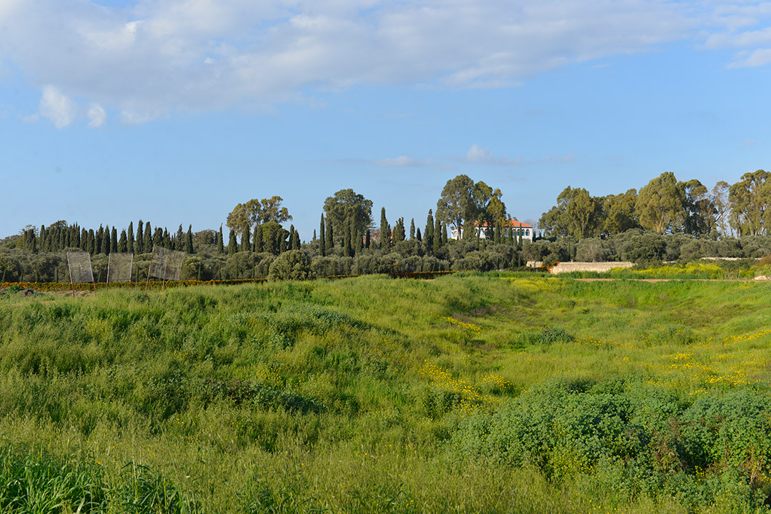 מנוף